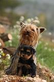 YORKSHIRE TERRIER 572